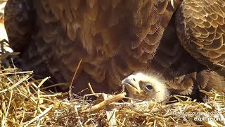 Decorah North. Peekaboo eaglet - explore.org 03-30-2024