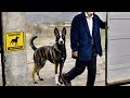 The 10 Greatest Chinese Dog Breeds