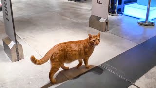 Orange tabby cat patrolling shopping mall gets caught by jewelry store saleswoman