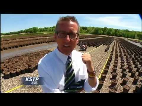 Kstp Abc Bailey Nursery Uses Harvest Automation Robots For Time Kstp Abc Bailey Nursery Uses Harvest Automation Robots For Time Consuming Dull Job