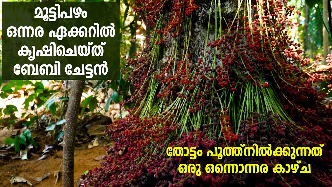 ഒന്നര ഏക്കറിലെ മൂട്ടിപഴകൃഷി Fruit farming in kerala #krishi #farming #fruit #fruitfarm #fruitfarming