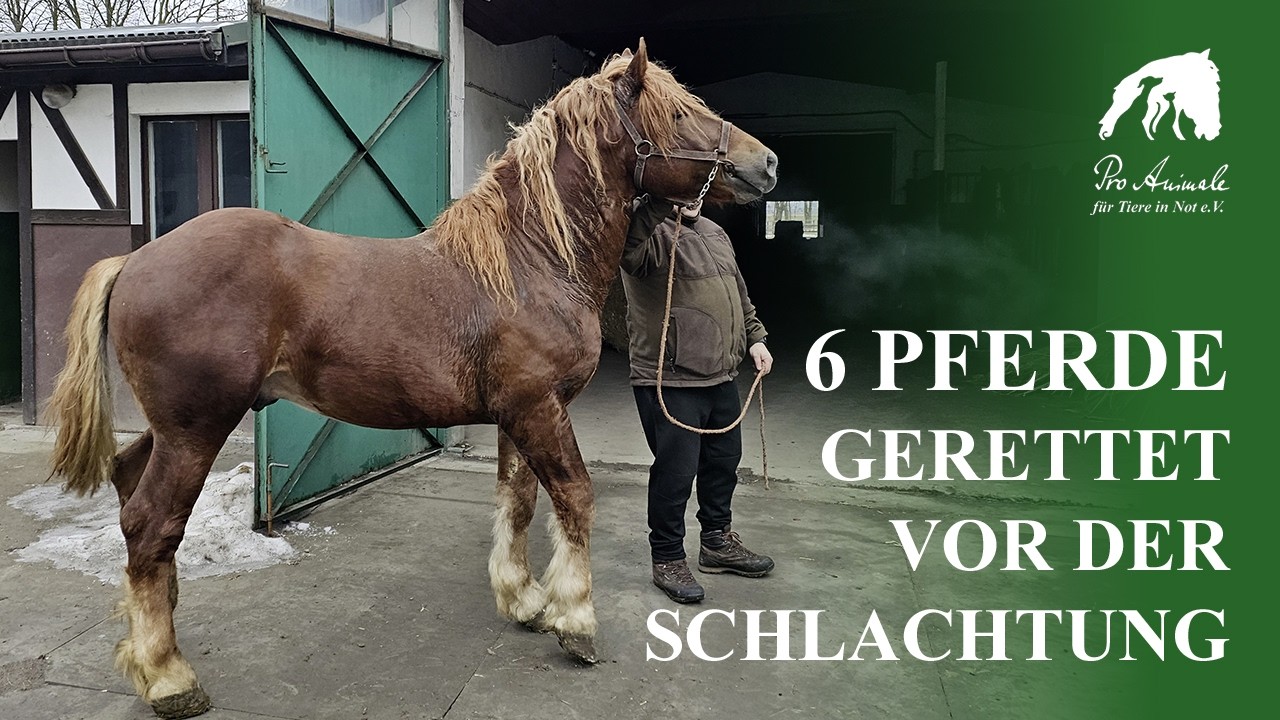 Rettung von Pace, Perikles, Porphyrius, Parmenides, Philippa und Penthesilea