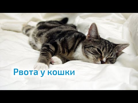 Рвота у кошки. Как помочь любимцу?