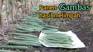 The ninth harvest of Gambas plants yielded satisfactory results