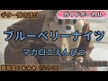 ブルーベリーナイツ/マカロニえんぴつ/ギター弾き語り練習用動画(コード/ストローク/歌詞/歌)