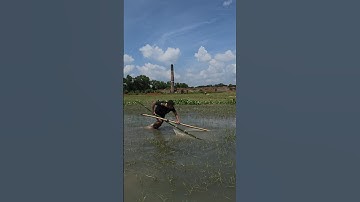 Village Fishing Video (episode 267) 🐠#viral #fishing #rivar #fish #shorts