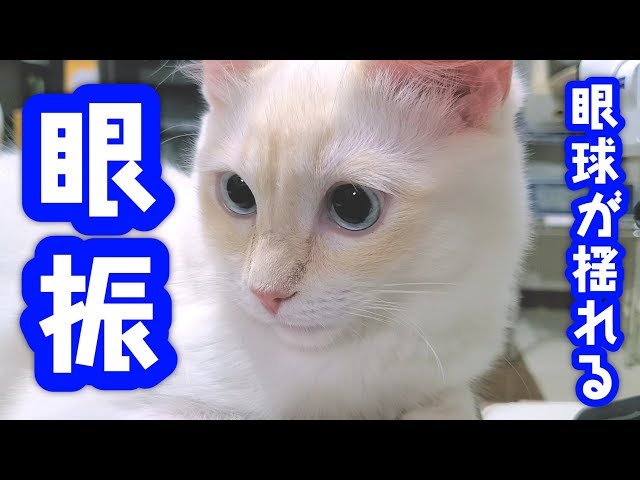 猫の眼振・眼球振盪】目がプルプル揺れる・震えるu2026！？白内障や脳腫瘍 