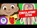Journey Through the Circulatory System: Heart, Blood, and Health