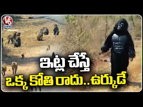 Panchayat worker Dressed As Gorilla To Flee Back Monkeys Into The Forest Bhadradri Kothagudem | V6