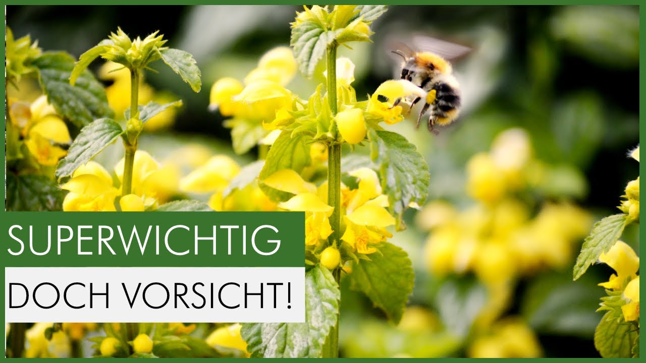 Konkurrenzstark & wertvoll: 10 Pflanzen, die du nur richtig einsetzen musst!