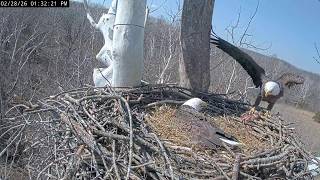 NCTC Eagle Nest: Scout brought a prey in for Bella -- 2026 02 28