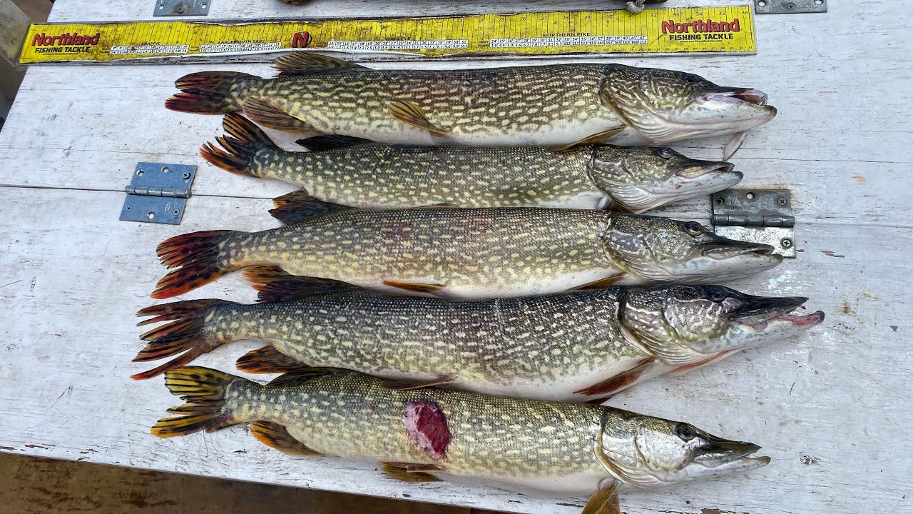 Fishing in mile lacs