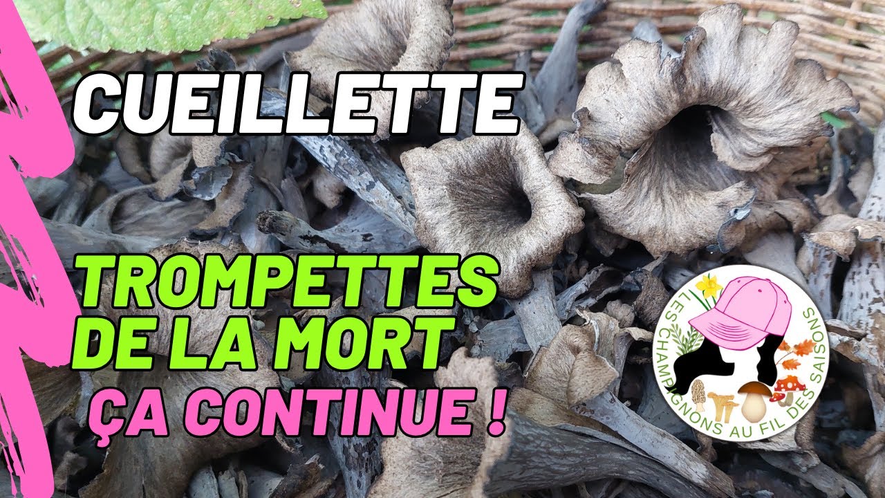 Cueillette Trompettes de la mort 12 octobre 2025. Ca continue !
