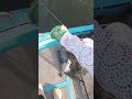 Skip casting for mangrove jacks