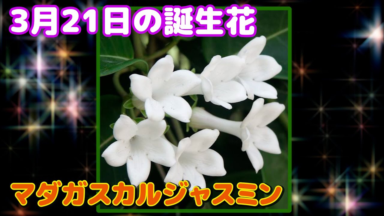 3月21日の誕生花 マダガスカルジャスミン どんな花 あなたに送る花言葉は Youtube