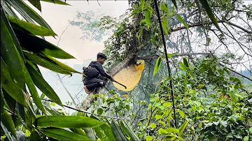 Orphan Boy- Harvesting Wild Bees From High Trees, Danger Comes to the Profession #survival #farm