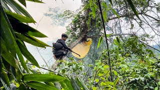 Orphan Boy- Harvesting Wild Bees From High Trees, Danger Comes to the Profession #survival #farm