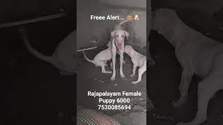 #sankarankovil #rajapalayamdog #kanni #sunni #chippiparai #hound #dog #love #care #sea #humanity