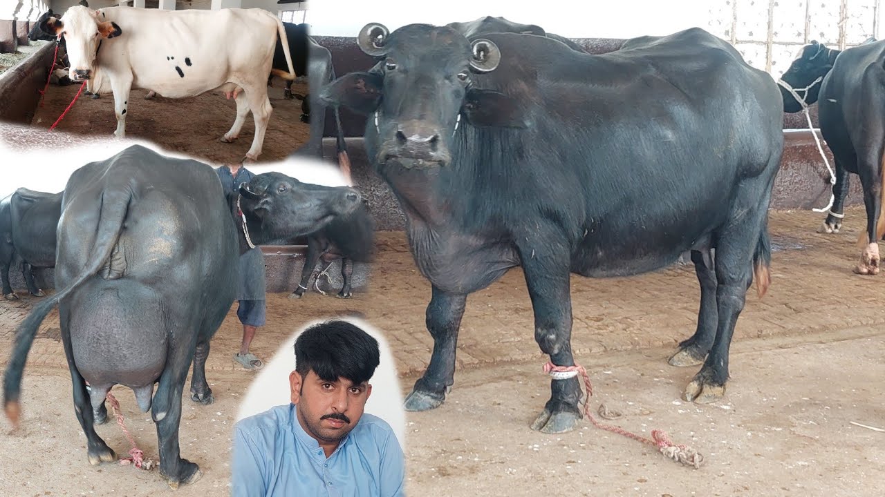 احتشام گجر چیچیاں 9 بھینسیں 2 گائیں برائے فروخت 29 ستمبر 2025 karnana channel