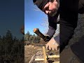 Joker Pantera | three minutes of bushcraft ASMR