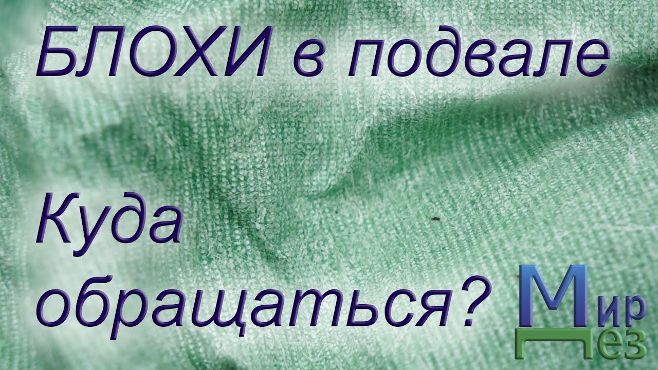Блохи в подвале. Куда обращаться?