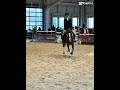 Dm the quality #horse #ponymalta #horseenthusiast #equestrianjourney #horsefan #trend #edit