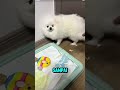 Detik-Detik Anjing Lucu Dimarahi Majikan Karena Ulahnya! #shorts#viral#short
