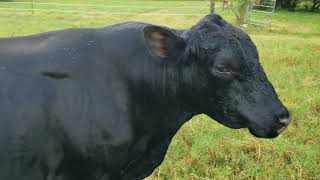 Electric fencing is going up and Tommy got ZAPPED! by Gentle Souls Animal Sanctuary Homestead 92 views 3 years ago 4 minutes, 23 seconds