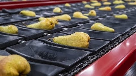 AWETA | Pear sorting & grading machine
