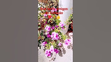 Thumbnail of Flores 💐🐝 #flores #plantas #music #amor #abejas #alegria #jardin #love #humor #youtubeshorts