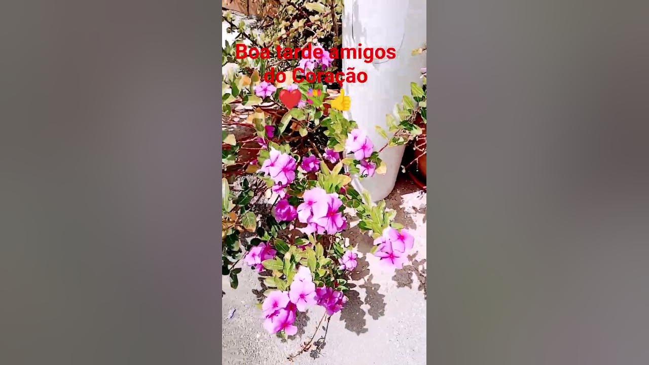 Flores 💐🐝 #flores #plantas #music #amor #abejas #alegria #jardin #love #humor #youtubeshorts