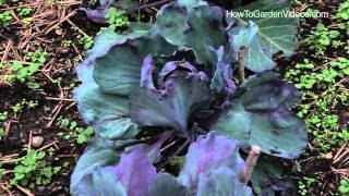 Sustainable Gardening Tips Cabbage - Learn Sustainable Gardening Tips for Cabbage