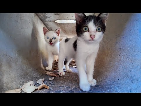 側溝の中は子猫たちの秘密の遊び場!?