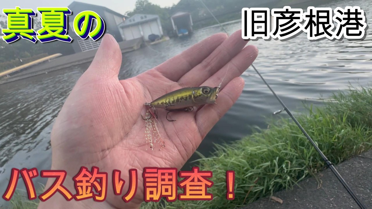 【バス釣り】真夏の旧彦根港でバスは釣れるのか！？　in琵琶湖北湖