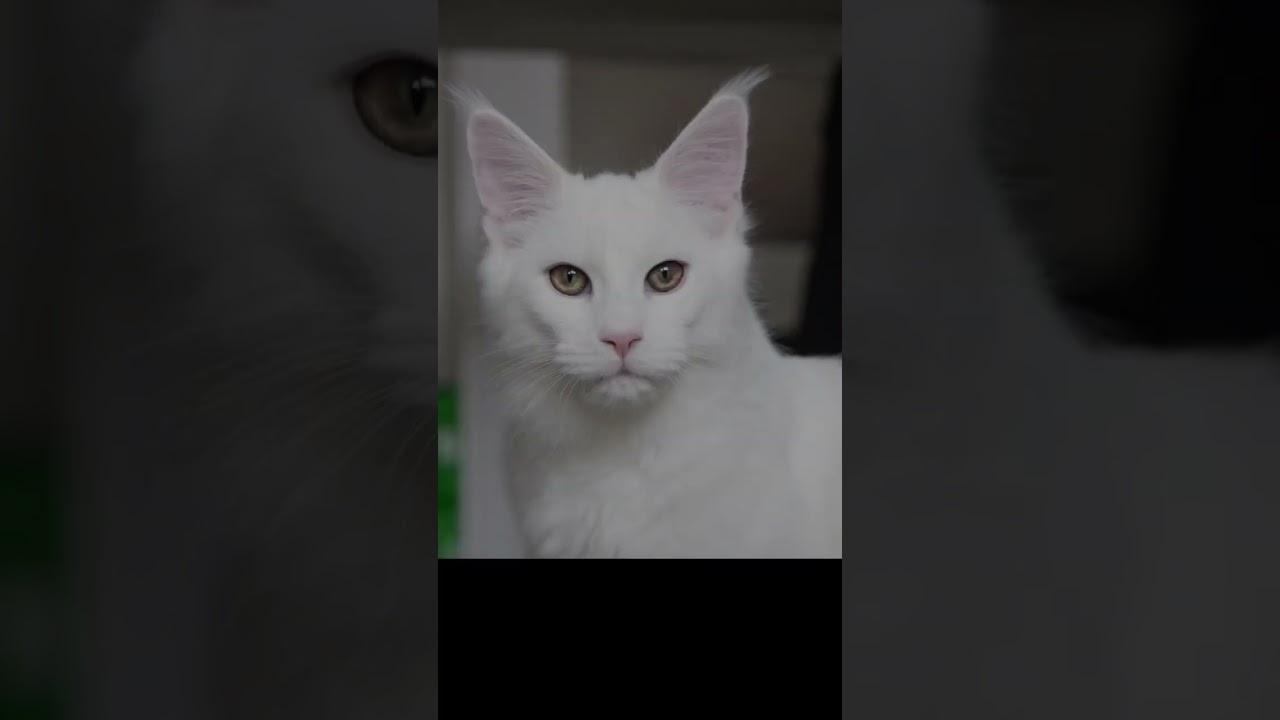 Top 10 best names for white cats😺