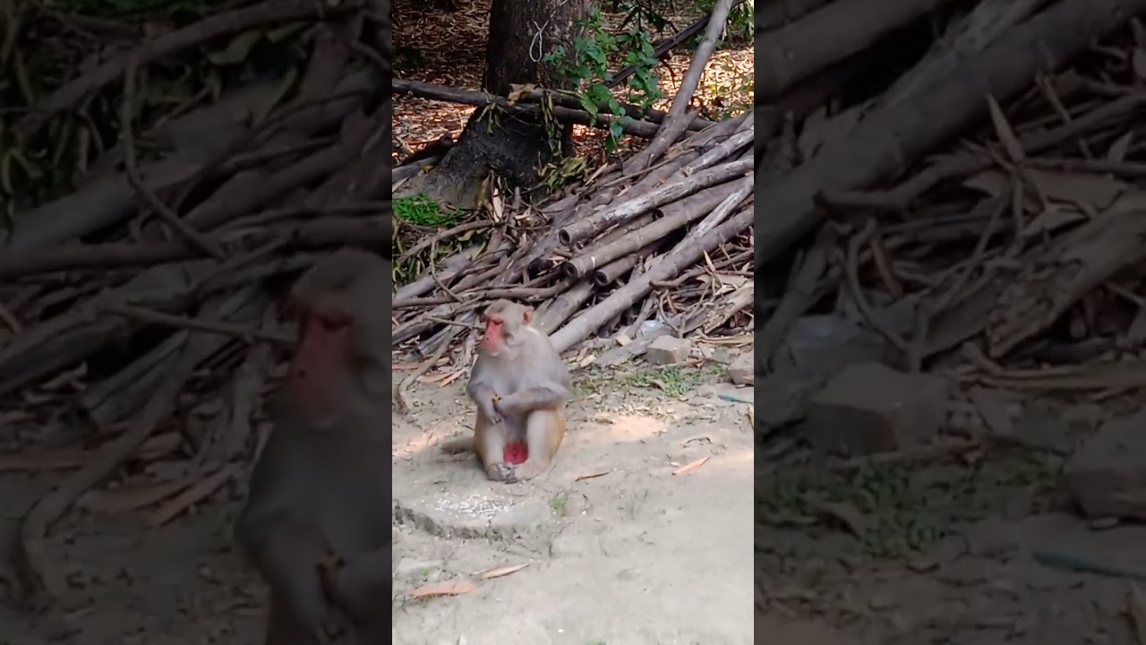 # monkey, watch.   Red 🔴 face Monkey Like Sri Hanuman ji. 🌹🙏 . 