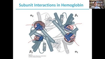 Hemoglobin and Cooperativity_Biochemistry I_14