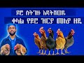 ዶሮ ስትገዙ እዳትሸወዱ ቀላል የዶሮ ዝርያ መለያ ዘዴ 