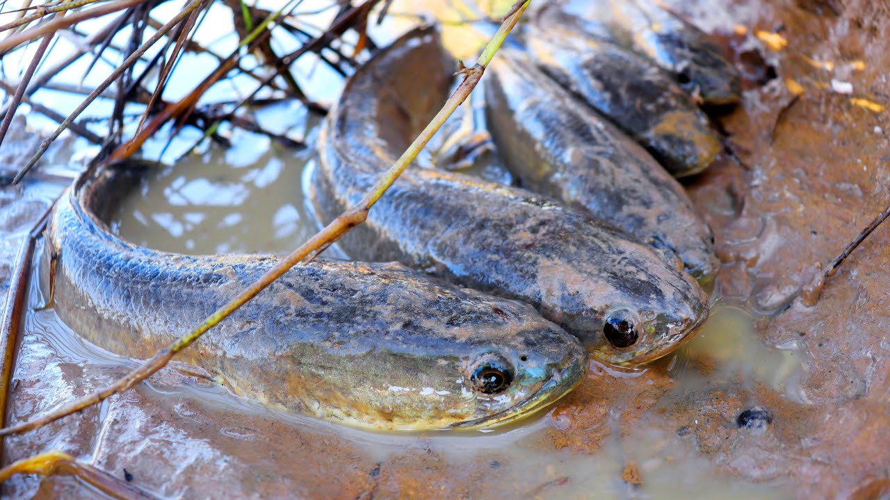 Interesting Hand Catching Fish In Mud Traditional Hand Fishing Technique​