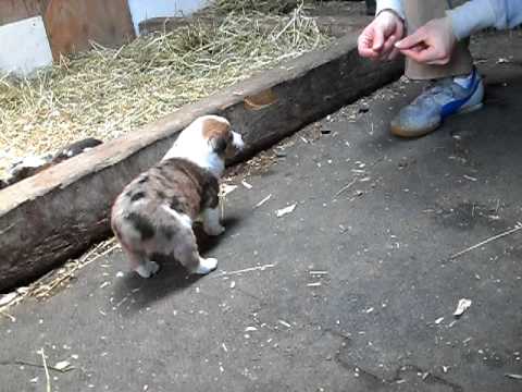 Australian Shepherd (Java the Pup) learning her name at 3.5 weeks