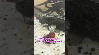 My pleco is judging me again 👀
