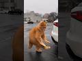 No Music? No Problem…Just Touch The Car 😹🚘”#funny #cat #memes #viralvideo
