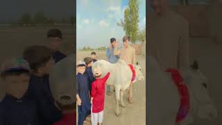 sences of OX being torn down during Eid-ul-Adha 2022/shortvideo OX animal