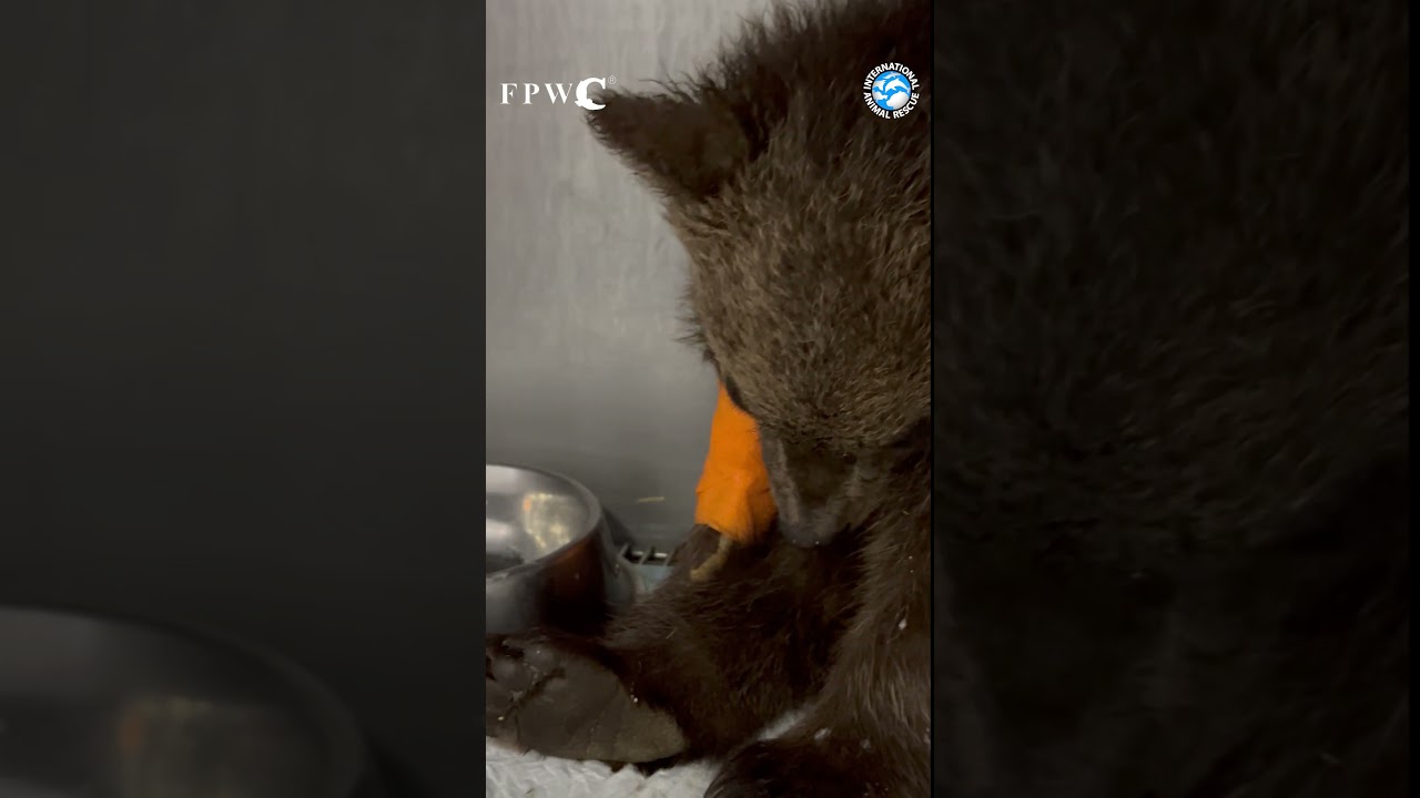 Poaching Destroys Lives