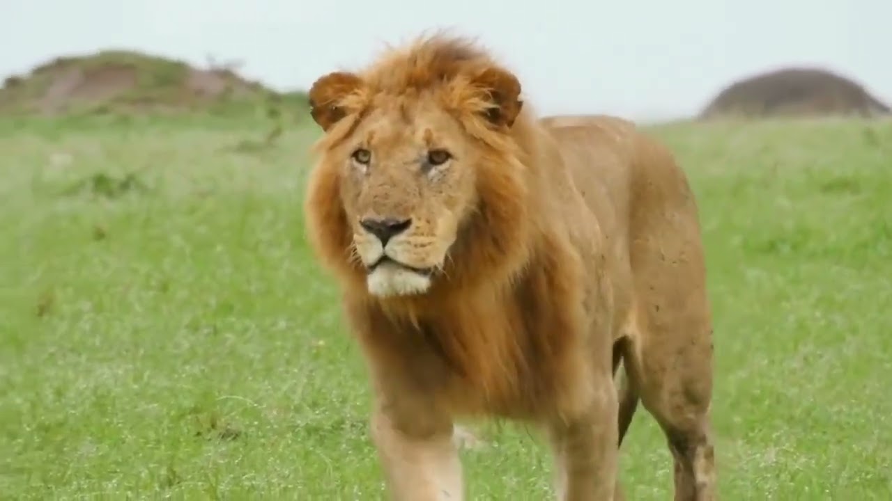 1Realgun - I will be ok.