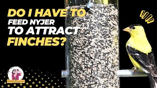 Is Nyjer Seed REALLY Worth It for Attracting Finches