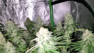 HSO CHEMDAWG day 49 flowering advanced nutrients mars hydro epistar 320 led