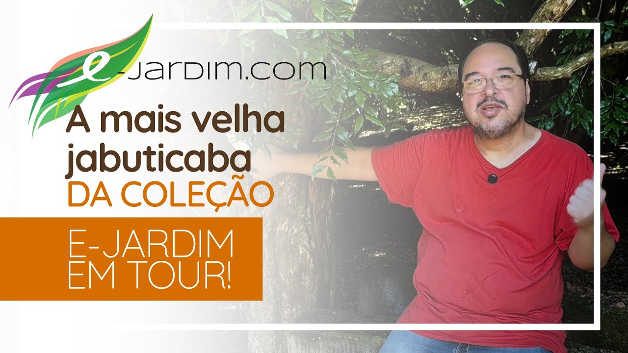 COLEÇÃO VILELA DE JABUTICABEIRAS - Parte 3: A Mais Velha Jabuticaba da Coleção - P. trunciflora