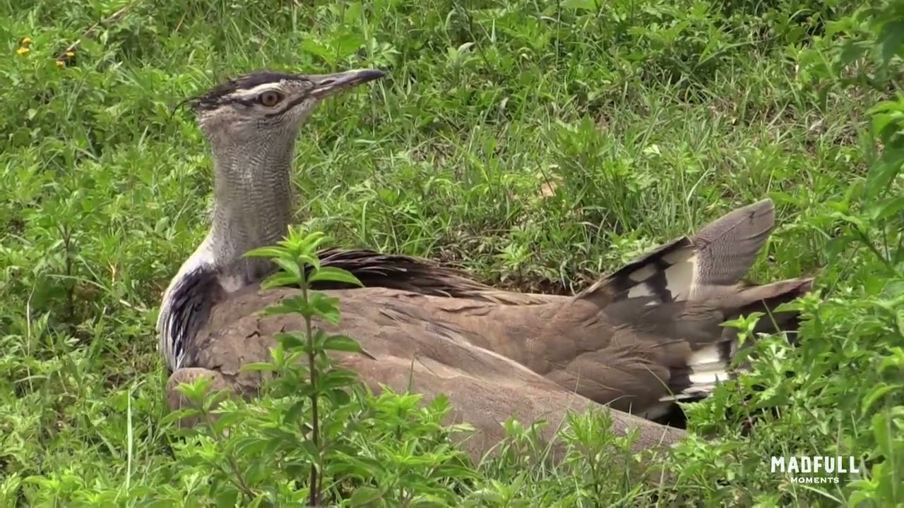 EP18   KORI BUSTARD 1 last