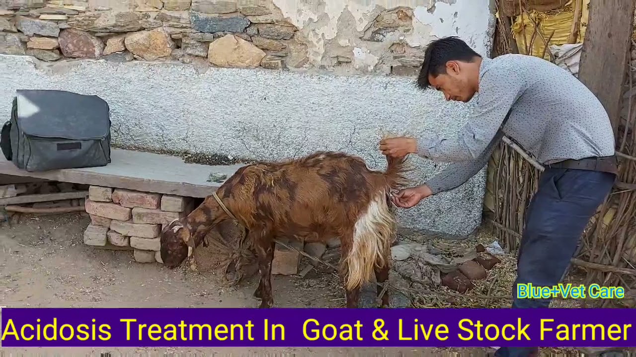 Acidosis treatment in goat YouTube
